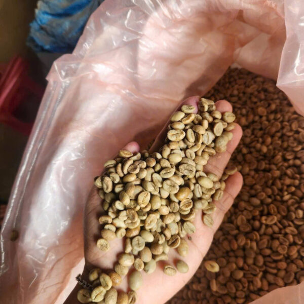 ROBUSTA G1 S16.1